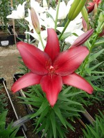 [5072 Cigalon No02.JPG]